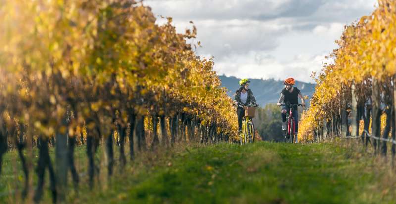 Couple biking through the vines small